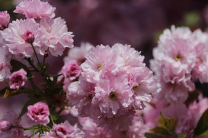 Flowering Cherry Blossom Grow Kit - Tigertree