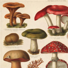 Load image into Gallery viewer, 11x14 German Mushroom Print - Tigertree
