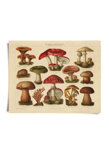 Load image into Gallery viewer, 11x14 German Mushroom Print - Tigertree
