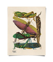 Load image into Gallery viewer, 11x14 Grasshopper Print - Tigertree
