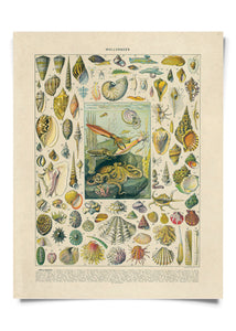 11x14 Print Mollusk Sea Shell - Tigertree
