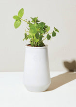 Load image into Gallery viewer, Tapered Tumbler Mint - Tigertree
