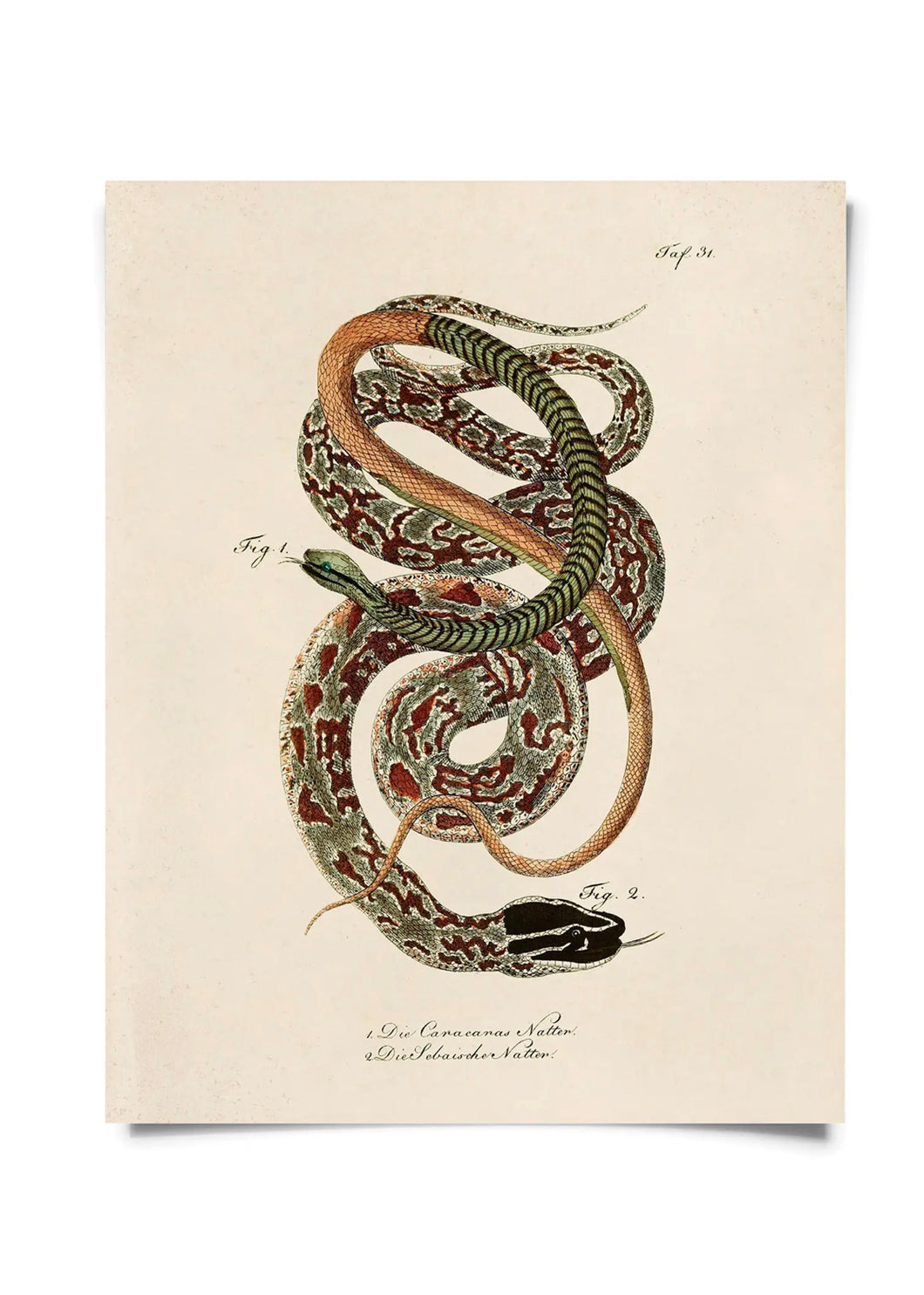 11x14 Print French Snake - Tigertree