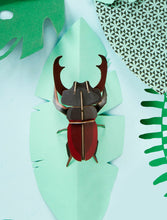 Load image into Gallery viewer, Small Stag Beetle - Tigertree
